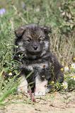 CHIEN FINNOIS DE LAPONIE 423